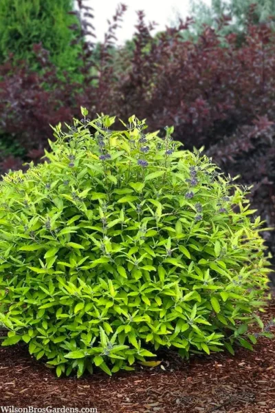 Beekeeper Blue Mist Shrub (Caryopteris) - 3 Gallon Pot -Chaste Tree World caryopteris beekeeper bluebeard 6