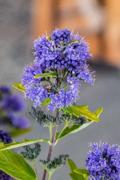 Beekeeper Blue Mist Shrub (Caryopteris) - 3 Gallon Pot -Chaste Tree World caryopteris beeker bluebeard 2