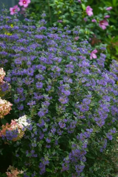 Beyond Midnight Blue Mist Shrub (Caryopteris) - 3 Gallon Pot 11 Beyond Midnight Blue Mist Shrub (Caryopteris) - 3 Gallon Pot -Chaste Tree World caryopteris beyond midnight blue mist shrub 1