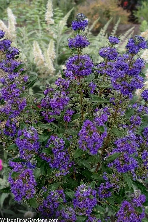 Beyond Midnight Blue Mist Shrub (Caryopteris) - 3 Gallon Pot 1 Beyond Midnight Blue Mist Shrub (Caryopteris) - 3 Gallon Pot