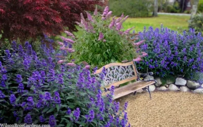 Beyond Midnight Blue Mist Shrub (Caryopteris) - 3 Gallon Pot 10 Beyond Midnight Blue Mist Shrub (Caryopteris) - 3 Gallon Pot -Chaste Tree World caryopteris beyond midnight blue mist shrub 7
