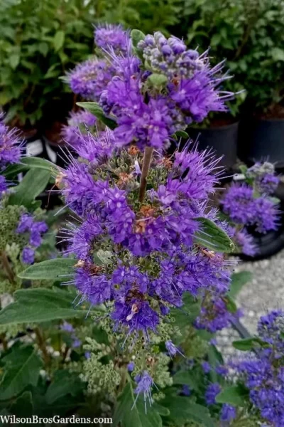 Beyond Midnight Blue Mist Shrub (Caryopteris) - 3 Gallon Pot 9 Beyond Midnight Blue Mist Shrub (Caryopteris) - 3 Gallon Pot -Chaste Tree World caryopteris beyond midnight blue mist shrub 9