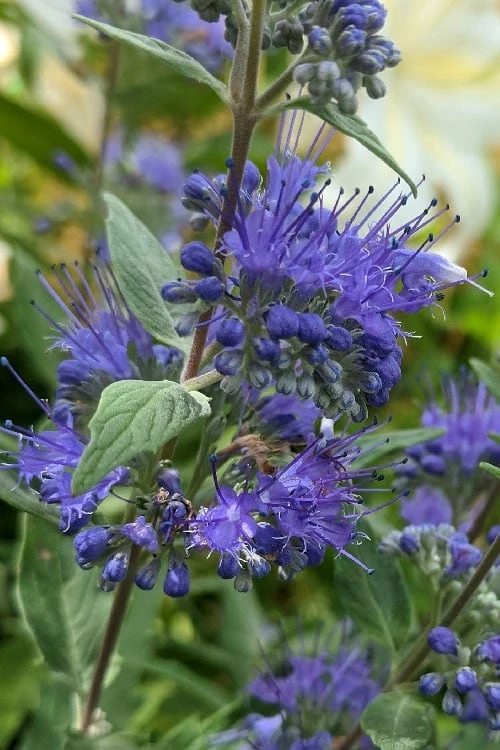 Dark Knight Blue Mist Shrub (Caryopteris) - 1 Gallon Pot 5 Dark Knight Blue Mist Shrub (Caryopteris) - 1 Gallon Pot - Image 5