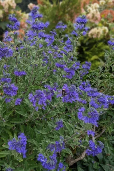 Dark Knight Blue Mist Shrub (Caryopteris) - 1 Gallon Pot 10 Dark Knight Blue Mist Shrub (Caryopteris) - 1 Gallon Pot -Chaste Tree World caryopteris clandonensis dark knight blue mist shrub 6