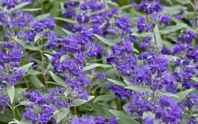 Dark Knight Blue Mist Shrub (Caryopteris) - 1 Gallon Pot 13 Dark Knight Blue Mist Shrub (Caryopteris) - 1 Gallon Pot -Chaste Tree World caryopteris clandonensis dark knight blue mist shrub 7