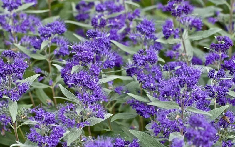 Dark Knight Blue Mist Shrub (Caryopteris) - 1 Gallon Pot 7 Dark Knight Blue Mist Shrub (Caryopteris) - 1 Gallon Pot - Image 7