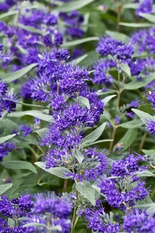 Dark Knight Blue Mist Shrub (Caryopteris) - 1 Gallon Pot 1 Dark Knight Blue Mist Shrub (Caryopteris) - 1 Gallon Pot