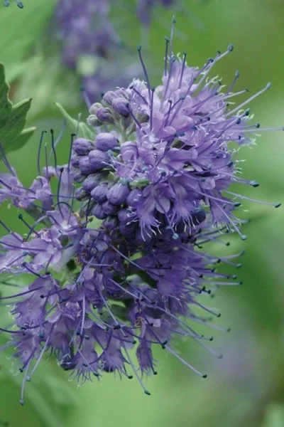 Longwood Blue Blue Mist Shrub (Caryopteris) - 3 Gallon Pot