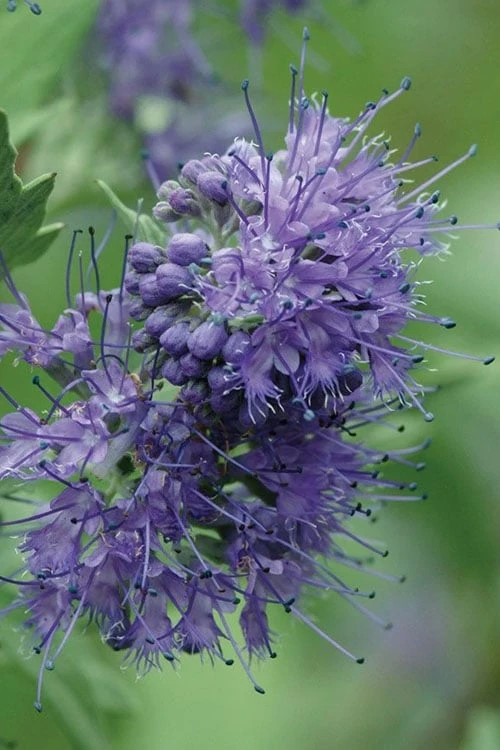Longwood Blue Blue Mist Shrub (Caryopteris) - 3 Gallon Pot 1 Longwood Blue Blue Mist Shrub (Caryopteris) - 3 Gallon Pot