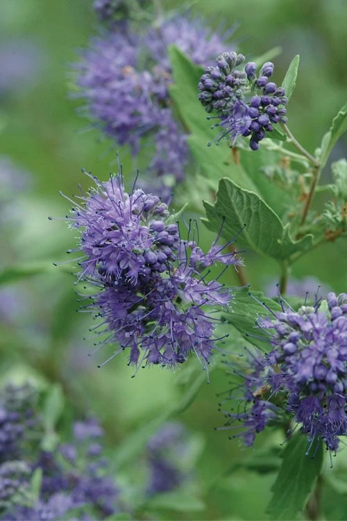 Longwood Blue Blue Mist Shrub (Caryopteris) - 3 Gallon Pot 5 Longwood Blue Blue Mist Shrub (Caryopteris) - 3 Gallon Pot - Image 5