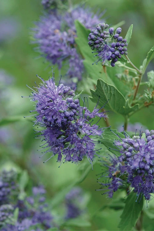 Longwood Blue Blue Mist Shrub (Caryopteris) - 10" Patio Pot 5 Longwood Blue Blue Mist Shrub (Caryopteris) - 10" Patio Pot - Image 5