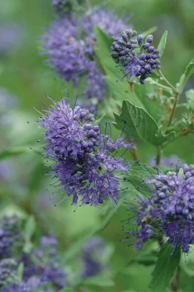 Longwood Blue Blue Mist Shrub (Caryopteris) - 1 Gallon Pot -Chaste Tree World caryopteris clandonensis longwood blue blue mist shrub 3