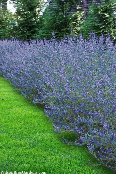 Longwood Blue Blue Mist Shrub (Caryopteris) - 3 Gallon Pot 8 Longwood Blue Blue Mist Shrub (Caryopteris) - 3 Gallon Pot -Chaste Tree World caryopteris clandonensis longwood blue blue mist shrub 5 1