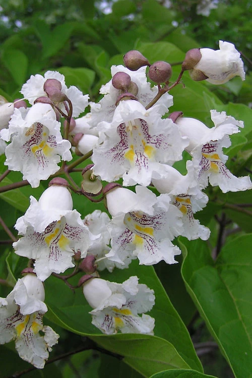 Southern Catalpa Tree - 3 Gallon Pot 1 Southern Catalpa Tree - 3 Gallon Pot