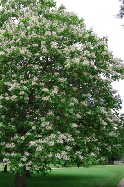 Southern Catalpa Tree - 3 Gallon Pot 11 Southern Catalpa Tree - 3 Gallon Pot -Chaste Tree World catalpa bignonioides catawba tree 5