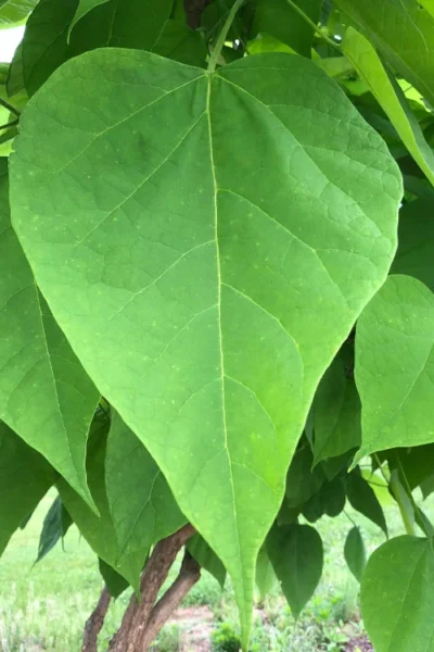 Southern Catalpa Tree - 3 Gallon Pot 13 Southern Catalpa Tree - 3 Gallon Pot -Chaste Tree World catalpa bignonioides southern catawba tree 8