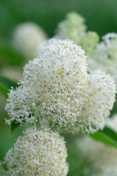 New Jersey Tea Plant (Ceanothus Americanus) - 3 Gallon Pot -Chaste Tree World ceanothus americanus new jersey tea plant 12 1