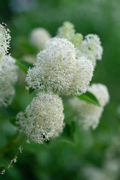 New Jersey Tea Plant (Ceanothus Americanus) - 1 Gallon Pot -Chaste Tree World ceanothus americanus new jersey tea plant 13