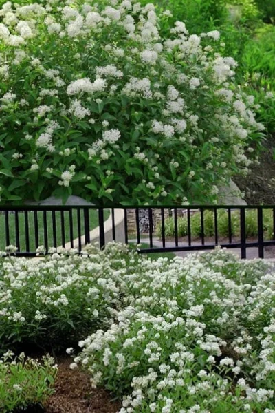 New Jersey Tea Plant (Ceanothus Americanus) - 1 Gallon Pot -Chaste Tree World ceanothus americanus new jersey tea plant 14