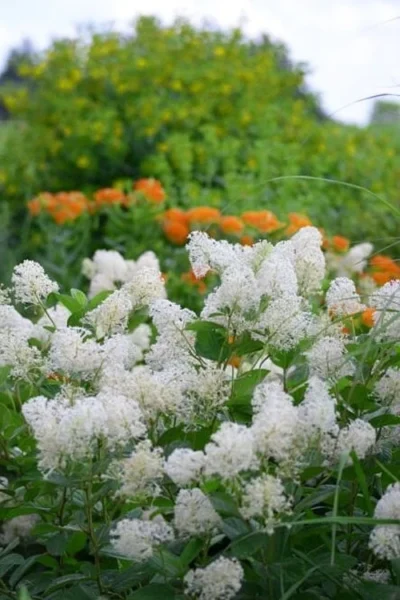 New Jersey Tea Plant (Ceanothus Americanus) - 1 Gallon Pot -Chaste Tree World ceanothus americanus new jersey tea plant 16