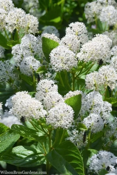New Jersey Tea Plant (Ceanothus Americanus) - 1 Gallon Pot -Chaste Tree World ceanothus americanus new jersey tea plant 18