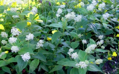 New Jersey Tea Plant (Ceanothus Americanus) - 3 Gallon Pot -Chaste Tree World ceanothus americanus new jersey tea plant 9 1