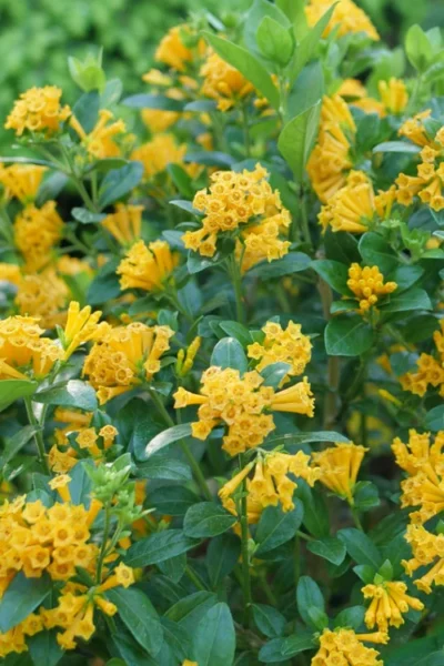 Juiced Orange Jessamine (Cestrum Corymbosum) - 3 Pack Of Quart Pots 8 Juiced Orange Jessamine (Cestrum Corymbosum) - 3 Pack Of Quart Pots -Chaste Tree World cestrum juiced orange jessamine 1