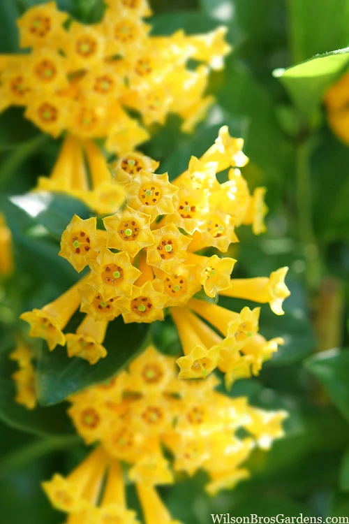Juiced Orange Jessamine (Cestrum Corymbosum) - 3 Pack Of Quart Pots 1 Juiced Orange Jessamine (Cestrum Corymbosum) - 3 Pack Of Quart Pots
