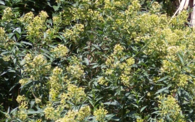 Chilean Hardy Willow Jessamine (Cestrum Parqui) - 2 Pack Of Quart Pots -Chaste Tree World cestrum parqui chilean hardy willow jessamine 6
