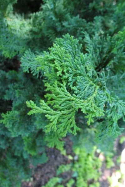 Atlantic White Cedar Tree (Chamaecyparis Thyoides) - 1 Gallon Pot -Chaste Tree World chamaecyparis thyoides atantic white cedar 9