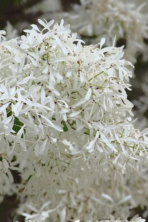 China Snow Chinese Fringe Tree (Chionanthus Retusus) - 7 Gallon Pot (6-7') 6 China Snow Chinese Fringe Tree (Chionanthus Retusus) - 7 Gallon Pot (6-7') - Image 6