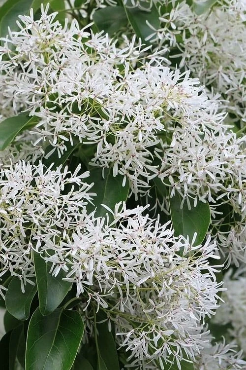China Snow Chinese Fringe Tree (Chionanthus Retusus) - 7 Gallon Pot (6-7') 4 China Snow Chinese Fringe Tree (Chionanthus Retusus) - 7 Gallon Pot (6-7') - Image 4