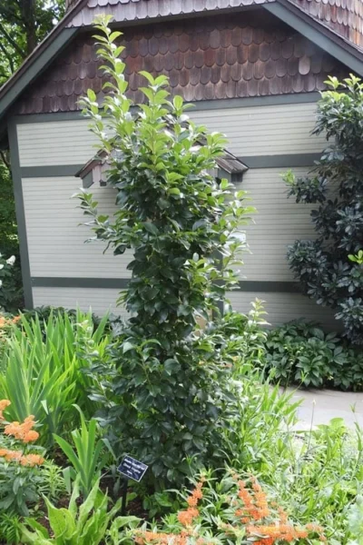 Tokyo Tower Chinese Fringe Tree (Chionanthus Retusus) - 7 Gallon Pot (6-7') -Chaste Tree World chionanthus retusus tokyo tower chinese fringe tree 2