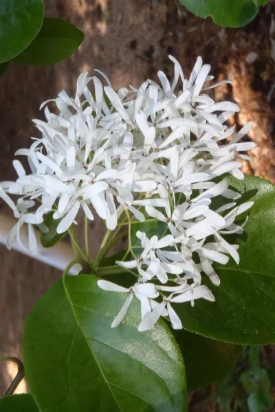 Tokyo Tower Chinese Fringe Tree (Chionanthus Retusus) - 7 Gallon Pot (6-7') -Chaste Tree World chionanthus retusus tokyo tower chinese fringe tree 4