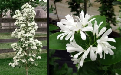 Tokyo Tower Chinese Fringe Tree (Chionanthus Retusus) - 7 Gallon Pot (6-7') -Chaste Tree World chionanthus retusus tokyo tower chinese fringe tree 6