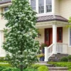 Tokyo Tower Chinese Fringe Tree (Chionanthus Retusus) - 7 Gallon Pot (6-7')