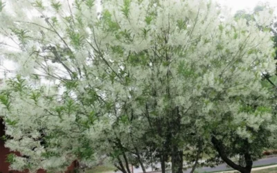 Grancy Graybeard - White Fringe Tree - 3 Gallon Pot -Chaste Tree World chionanthus virginicus grancy greybeard multi stem tree 4 1