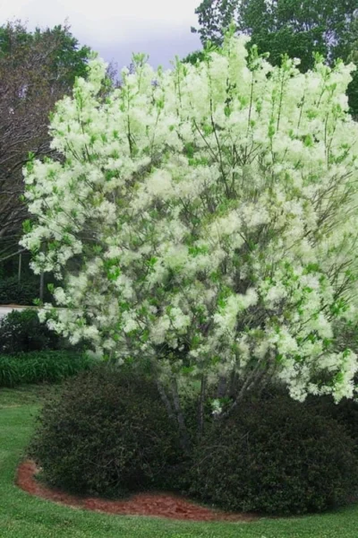 Grancy Graybeard - White Fringe Tree - 3 Gallon Pot -Chaste Tree World chionanthus virginicus grancy greybeard multi stem tree 5 1