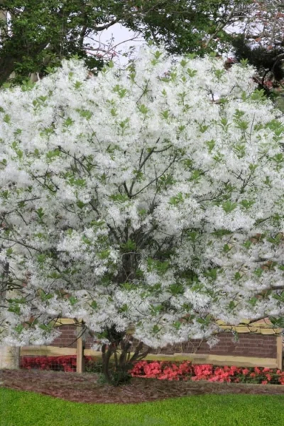 Grancy Graybeard - White Fringe Tree - 1 Gallon Pot 13 Grancy Graybeard - White Fringe Tree - 1 Gallon Pot -Chaste Tree World chionanthus virginicus grancy greybeard multi stem tree 6