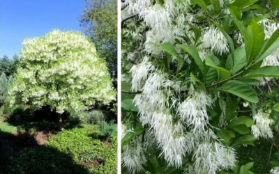 Grancy Graybeard - White Fringe Tree - 7 Gallon Pot (3-4') -Chaste Tree World chionanthus virginicus grancy greybeard single stem tree 1