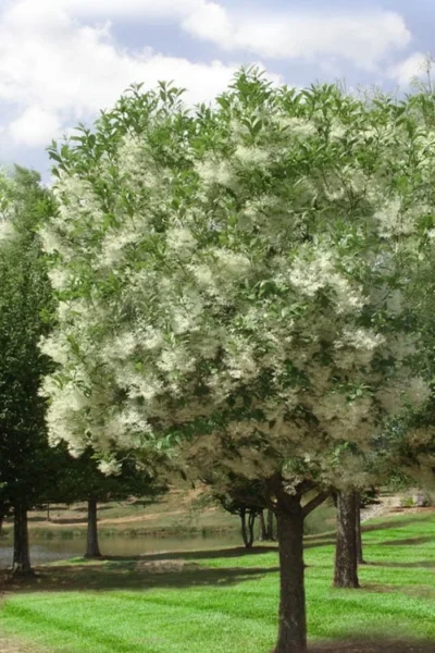 Grancy Graybeard - White Fringe Tree - 7 Gallon Pot (2-3') -Chaste Tree World chionanthus virginicus grancy greybeard single stem tree 2 1