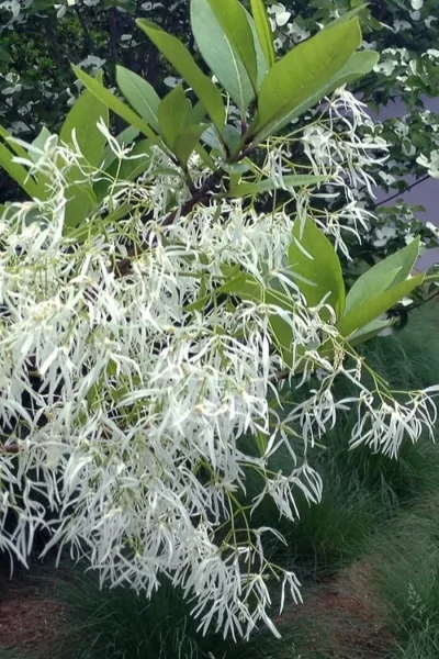 Spring Fleecing Fringe Tree (Chionanthus Virginicus) - 7 Gallon Pot (3-4') 9 Spring Fleecing Fringe Tree (Chionanthus Virginicus) - 7 Gallon Pot (3-4') -Chaste Tree World chionanthus virginicus spring fleecing fringe tree 1