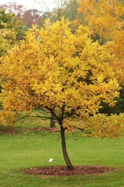 Spring Fleecing Fringe Tree (Chionanthus Virginicus) - 7 Gallon Pot (3-4') 11 Spring Fleecing Fringe Tree (Chionanthus Virginicus) - 7 Gallon Pot (3-4') -Chaste Tree World chionanthus virginicus spring fleecing fringe tree 2