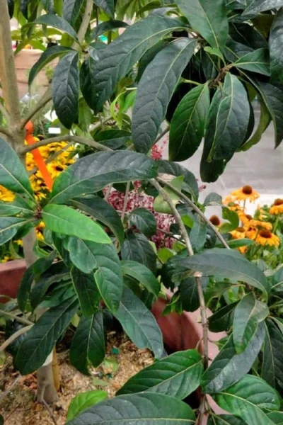 Spring Fleecing Fringe Tree (Chionanthus Virginicus) - 7 Gallon Pot (3-4') 10 Spring Fleecing Fringe Tree (Chionanthus Virginicus) - 7 Gallon Pot (3-4') -Chaste Tree World chionanthus virginicus spring fleecing fringe tree 3