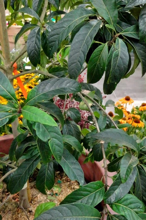 Spring Fleecing Fringe Tree (Chionanthus Virginicus) - 7 Gallon Pot (3-4') 5 Spring Fleecing Fringe Tree (Chionanthus Virginicus) - 7 Gallon Pot (3-4') - Image 5