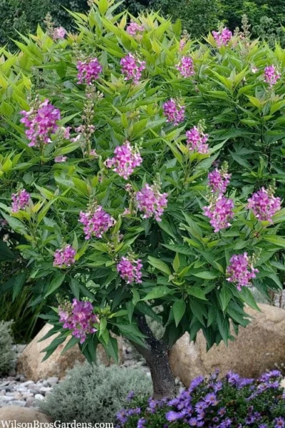 El Nino Desert Orchid (Chitalpa) - 3 Gallon Pot -Chaste Tree World chitalpa el nino desert orchid 10 1