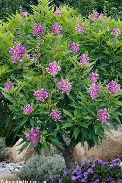 El Nino Desert Orchid (Chitalpa) - 3 Pack Of Quart Pots -Chaste Tree World chitalpa el nino desert orchid 10