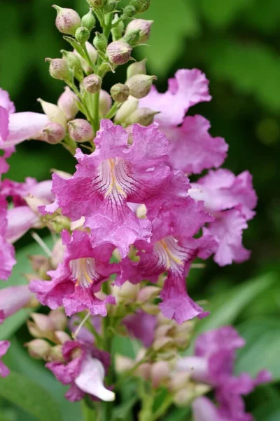 El Nino Desert Orchid (Chitalpa) - 3 Pack Of Quart Pots -Chaste Tree World chitalpa el nino desert orchid 2