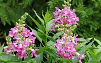 El Nino Desert Orchid (Chitalpa) - 3 Gallon Pot -Chaste Tree World chitalpa el nino desert orchid 3 1