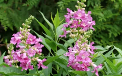 El Nino Desert Orchid (Chitalpa) - 3 Pack Of Quart Pots -Chaste Tree World chitalpa el nino desert orchid 3